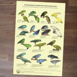 Poster Poster