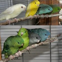 Kiwi, Flocke, Citronella, Woelkchen, Tom und Pieps