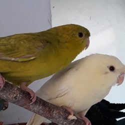Loewenzahn und Albatros