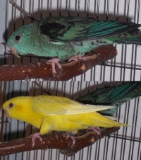(2)